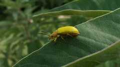 Cteniopus sulphureus