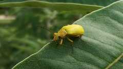Cteniopus sulphureus