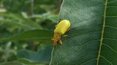 Cteniopus sulphureus