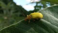 Cteniopus sulphureus
