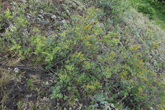 Spiraea hypericifolia