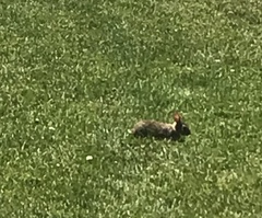 Sylvilagus floridanus