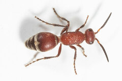 Timulla ornatipennis