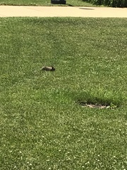 Sylvilagus floridanus