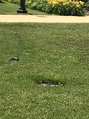 Sylvilagus floridanus