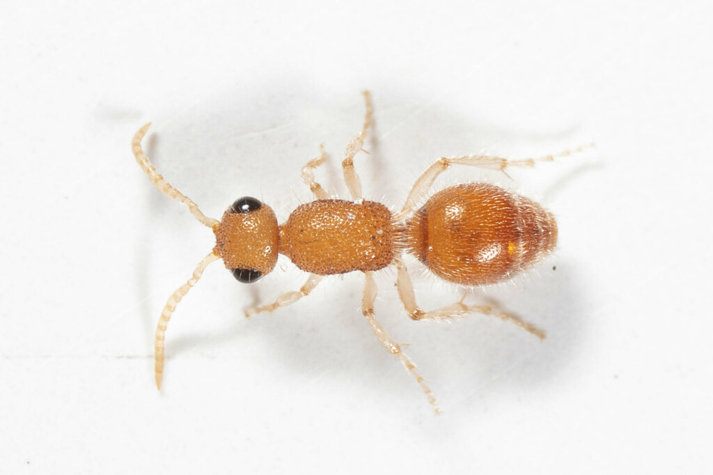 Photomorphus paulus