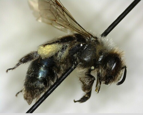 iNaturalist observation photo of Mining Bees