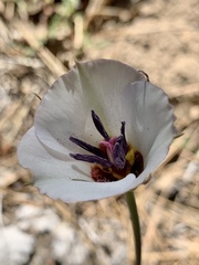 Calochortus invenustus