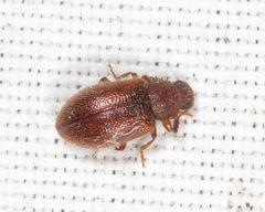 Paratenetus