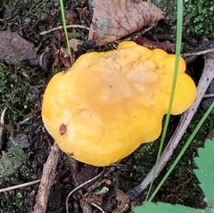 Pleurotus citrinopileatus