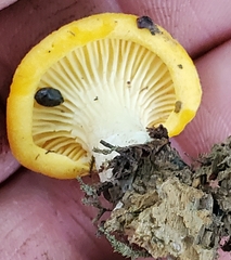 Pleurotus citrinopileatus