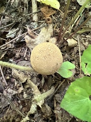 Austroboletus gracilis