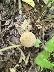 Austroboletus gracilis