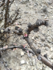 Jatropha neopauciflora