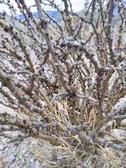 Jatropha neopauciflora