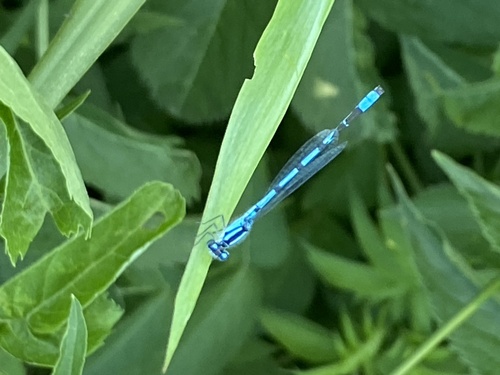 Northern Bluet photo 6