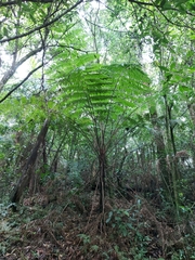 Sphaeropteris