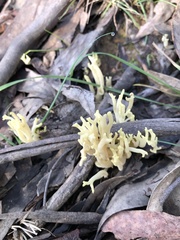 Ramaria lorithamnus