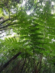 Sphaeropteris