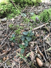 Goodyera repens image