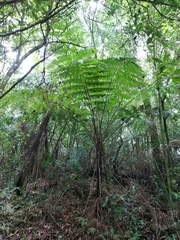 Sphaeropteris