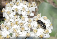 Acmaeodera idahoensis