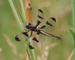 Libellula pulchella