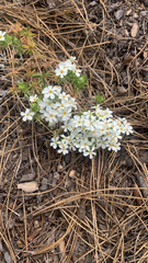 Leptosiphon nuttallii