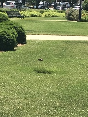 Sylvilagus floridanus