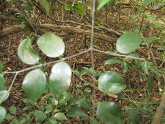 Hyperacanthus amoenus