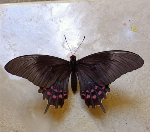 pink-spotted swallowtail