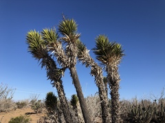 Yucca valida