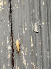 Stenodema trispinosum