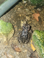 Incilius porteri