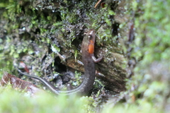 Desmognathus imitator