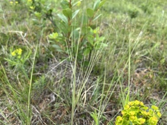 Hesperostipa curtiseta