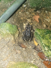 Incilius porteri