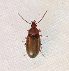 Isomira comstocki