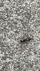 Camponotus hyatti