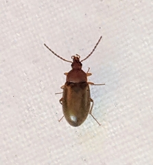 Isomira comstocki