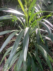 Cordyline rubra
