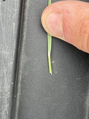 Hesperostipa curtiseta