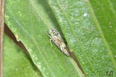 Graphocephala ignava