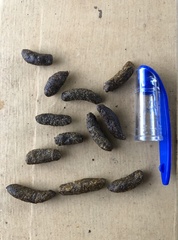 Trichosurus vulpecula arnhemensis