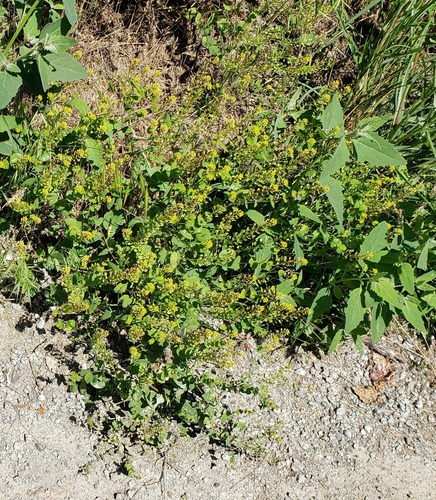 Clasping pepperweed (Lepidium perfoliatum)