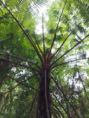 Sphaeropteris lepifera