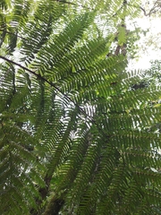 Sphaeropteris lepifera