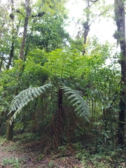 Sphaeropteris lepifera