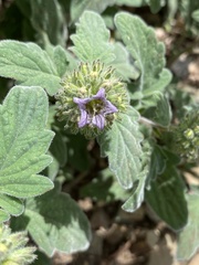 Phacelia hydrophylloides