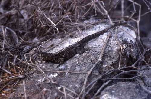 Microlophus indefatigabilis